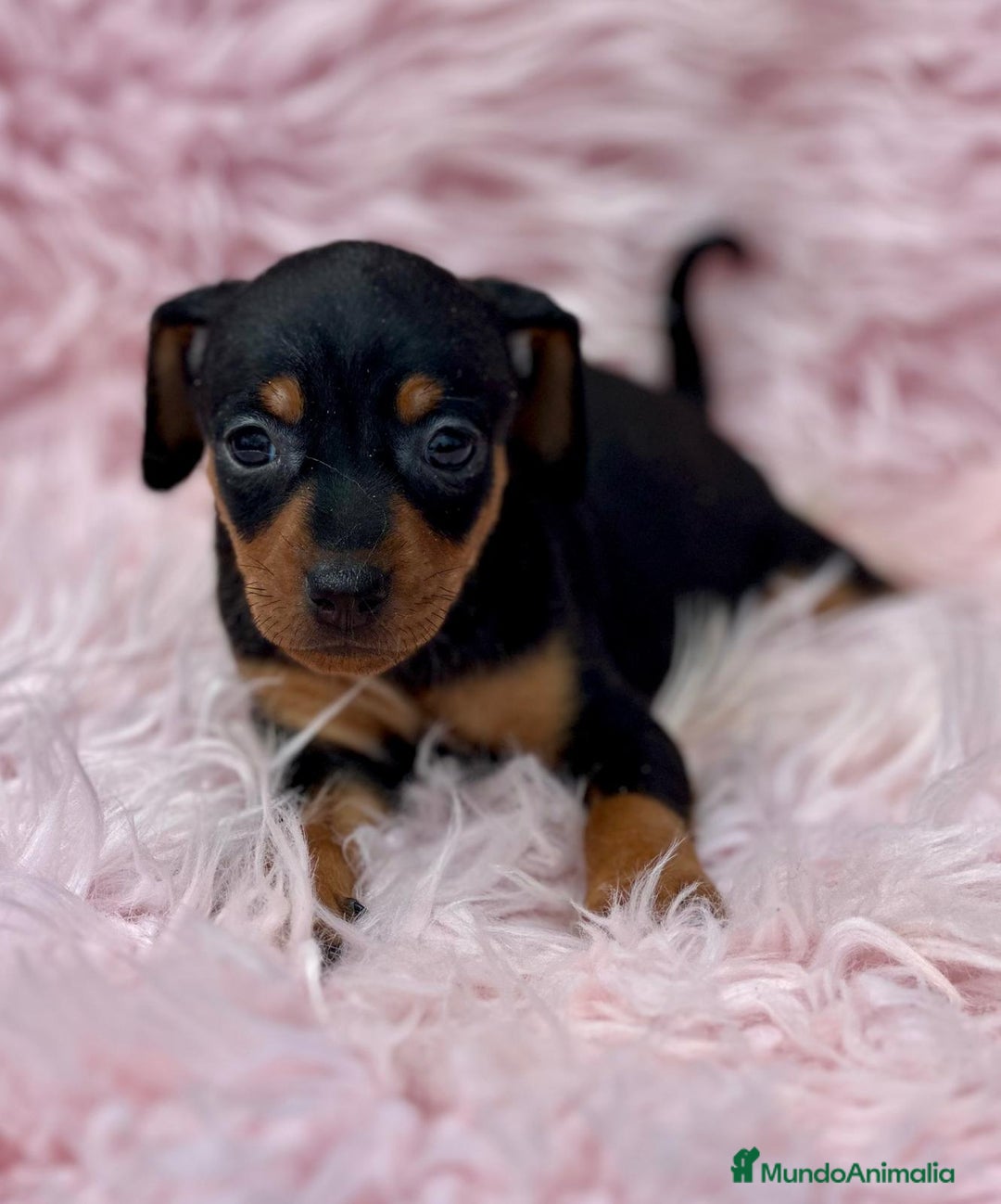 Pinscher Miniatura perros en venta: Minipincher hembra  - Imagen 4