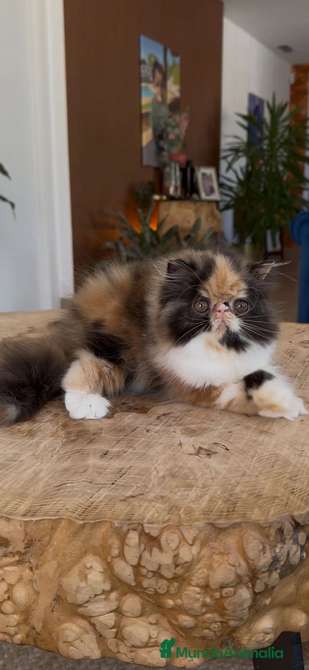 Persa gatos en venta: Persa hembra  - Anuncio 3