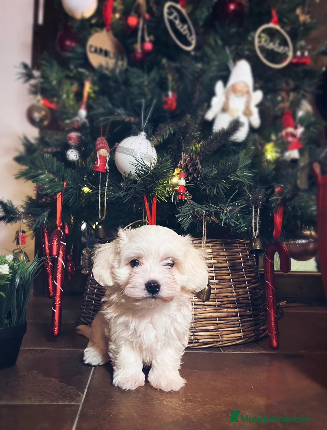 Bichón Maltés perros en venta: Bichón maltés  - Anuncio 5