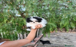 Pomerania perros en venta: Pomerania oso panda  - Imagen 1