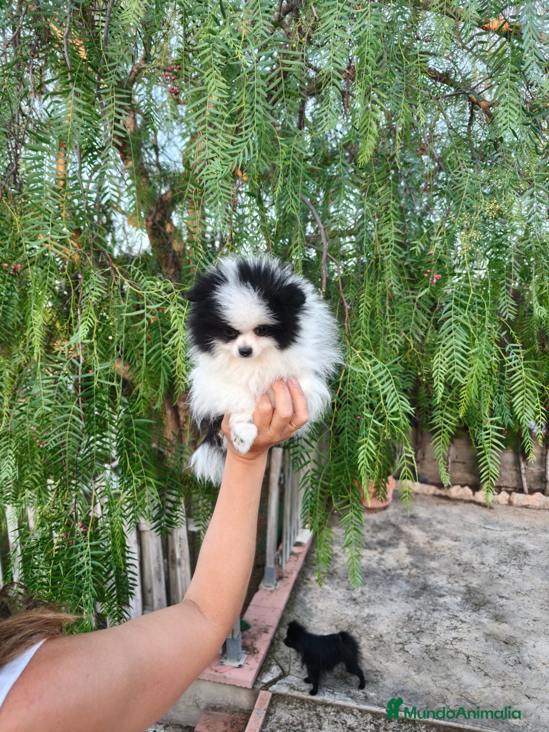 Pomerania perros en venta: Pomerania oso panda  - Imagen 1