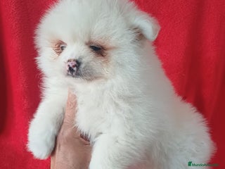 Pomerania perros Pomerania Mini - Anuncio 4