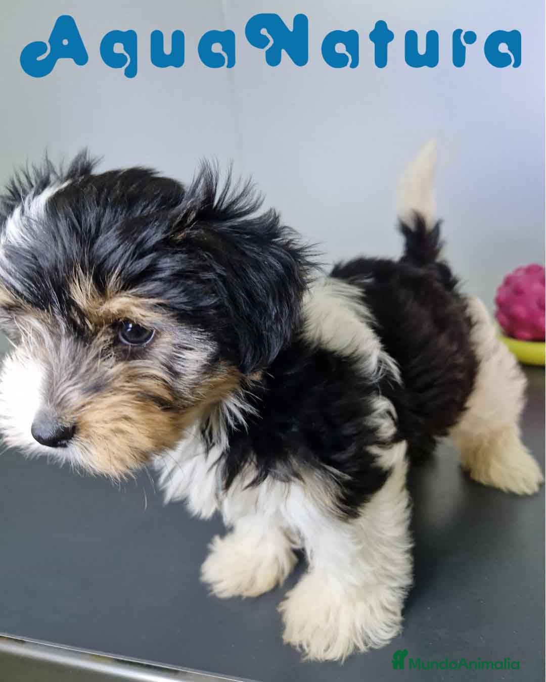 Biewer Yorkshire Terrier a la Pom Pon perros en venta: Yorkshire Biewer Macho CJMM 1762 AQUANATURA - Imagen 7