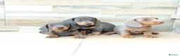 Teckel Miniatura perros en venta: Teckel arlequines y exoticos - Anuncio 6