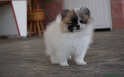 Pomerania perros en venta: 🌟 Frosty, Sparky, Roscón, Prodigy y Monk 🧸 - Imagen 1