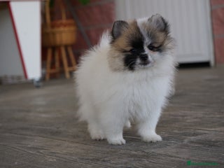 Pomerania perros - Anuncio 16