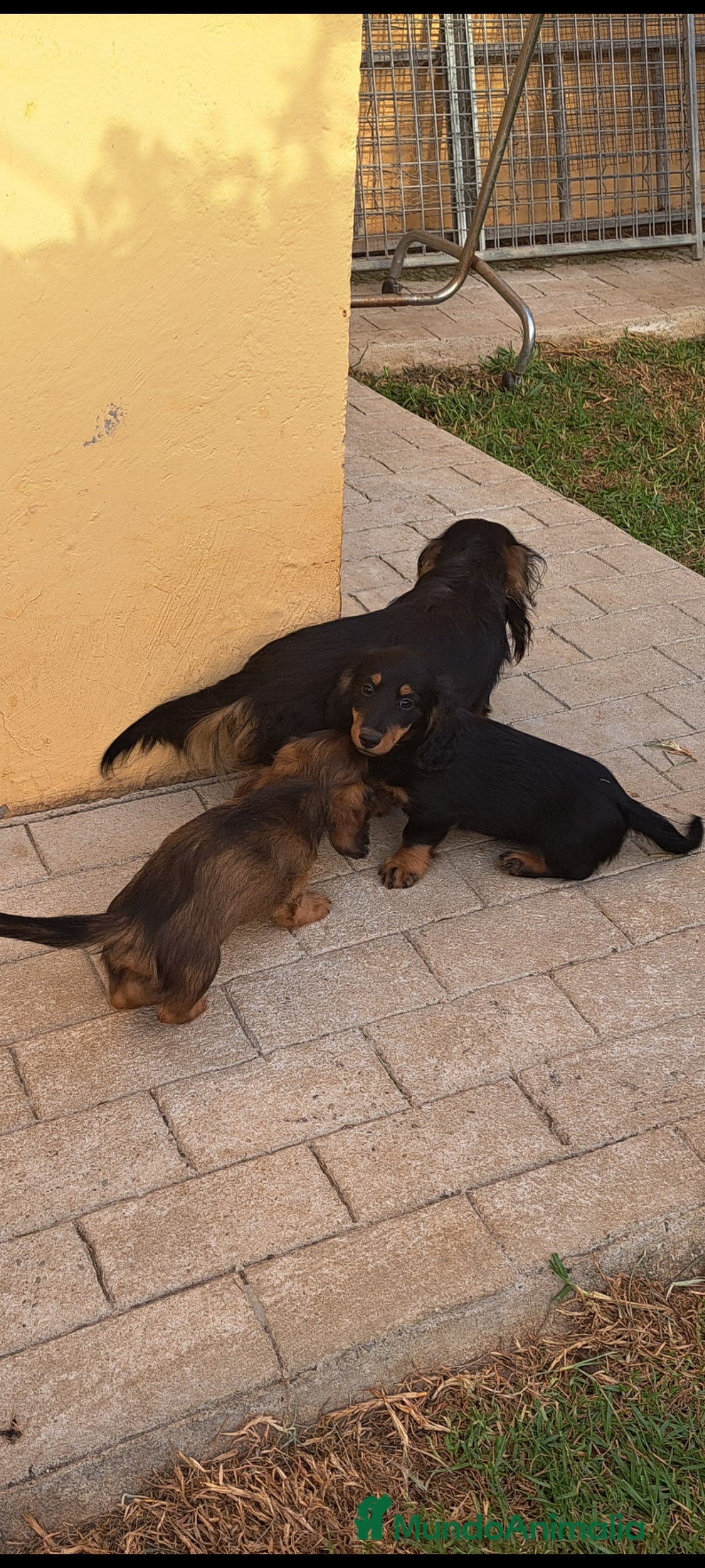 Teckel Miniatura perros en venta: Teckel de pelo largo  - Imagen 5