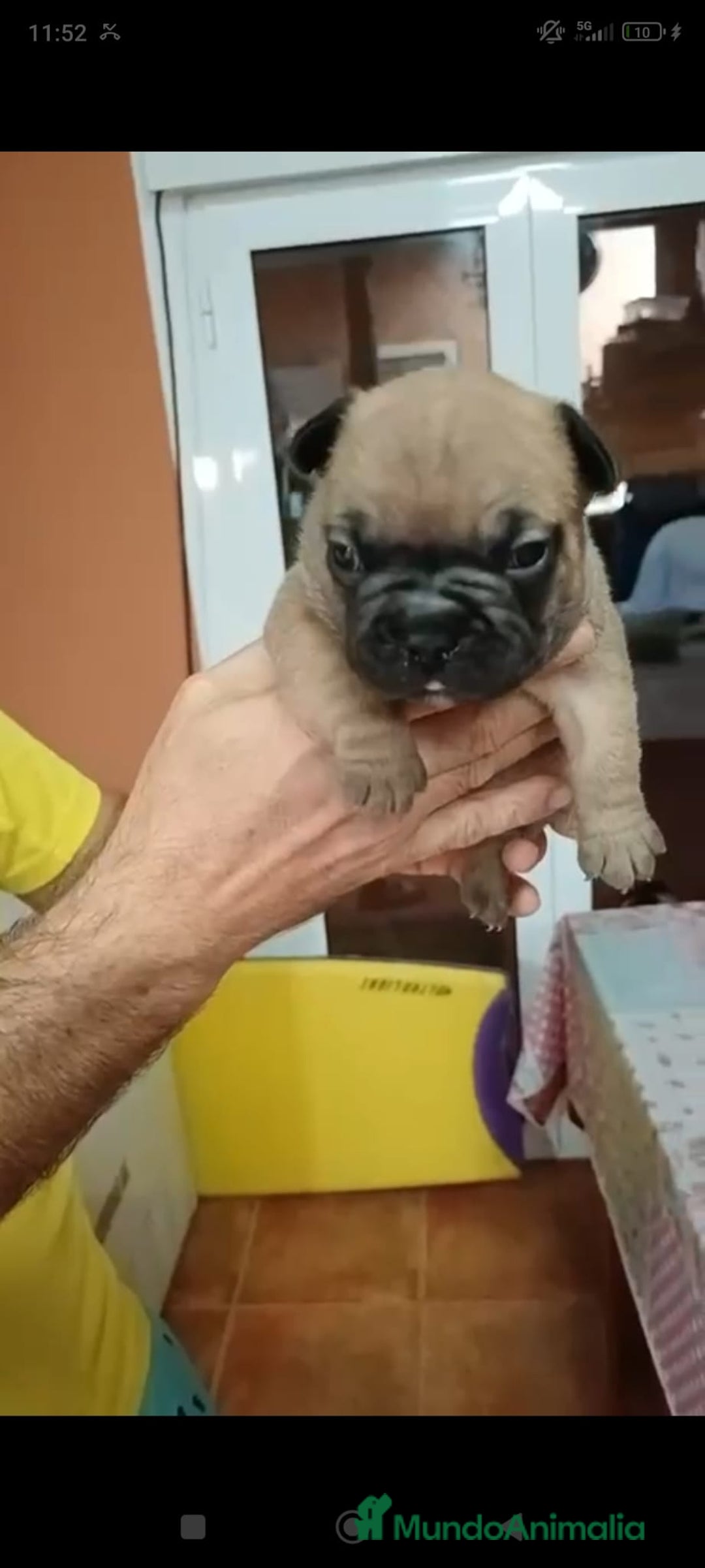 Bulldog Francés perros en venta: Bulldog francés  - Imagen 2