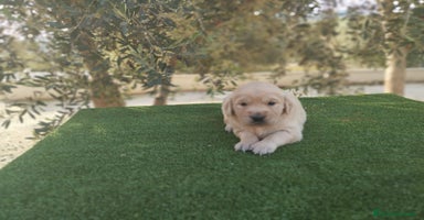 Golden Retriever perros - Anuncio 6