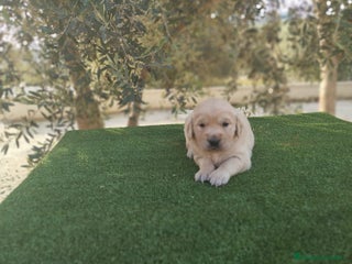 Golden Retriever perros - Anuncio 1