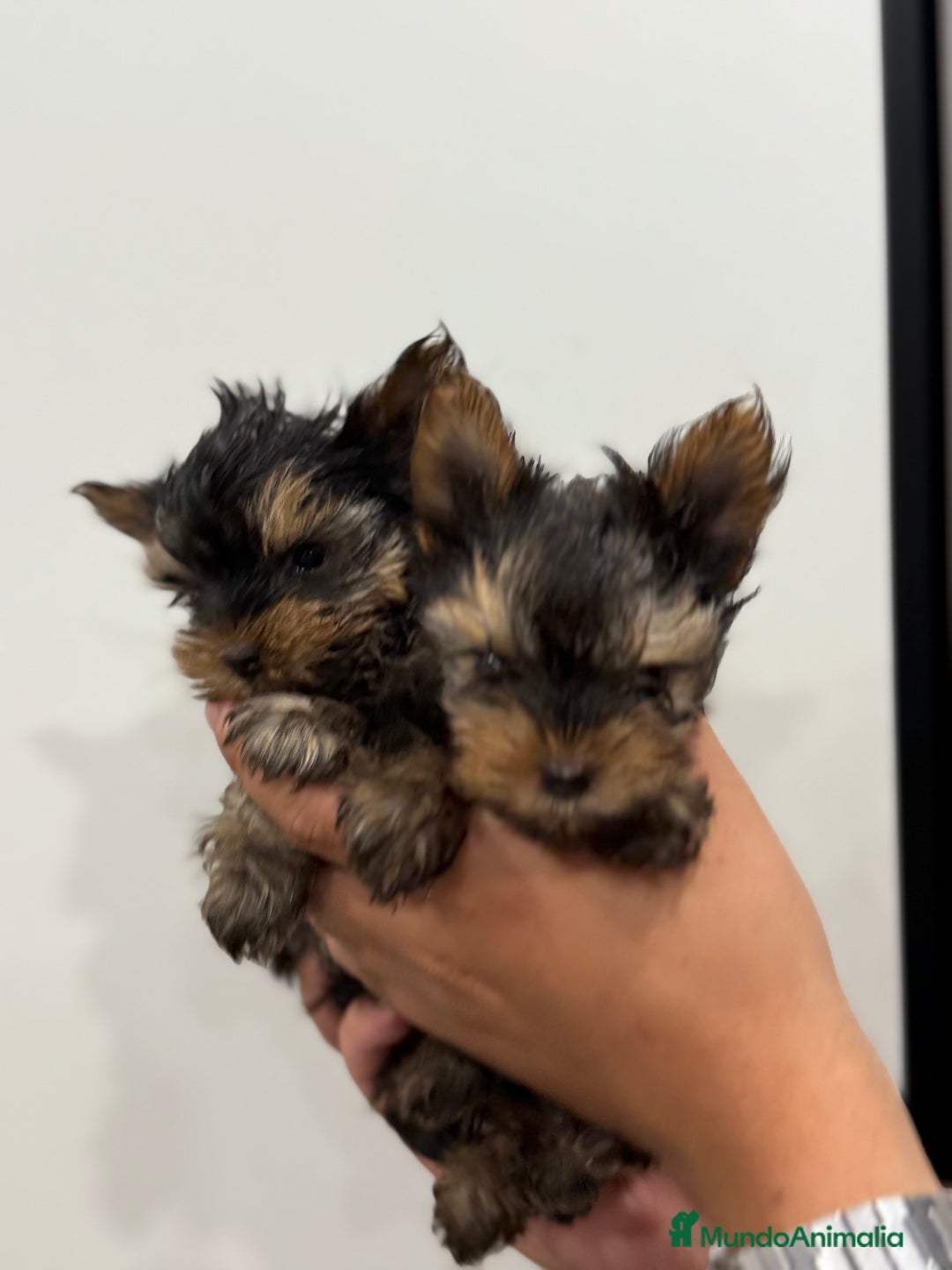 Yorkshire Terrier perros en venta: Yorkshire 650€ ¡PRECIO REAL! - Imagen 2
