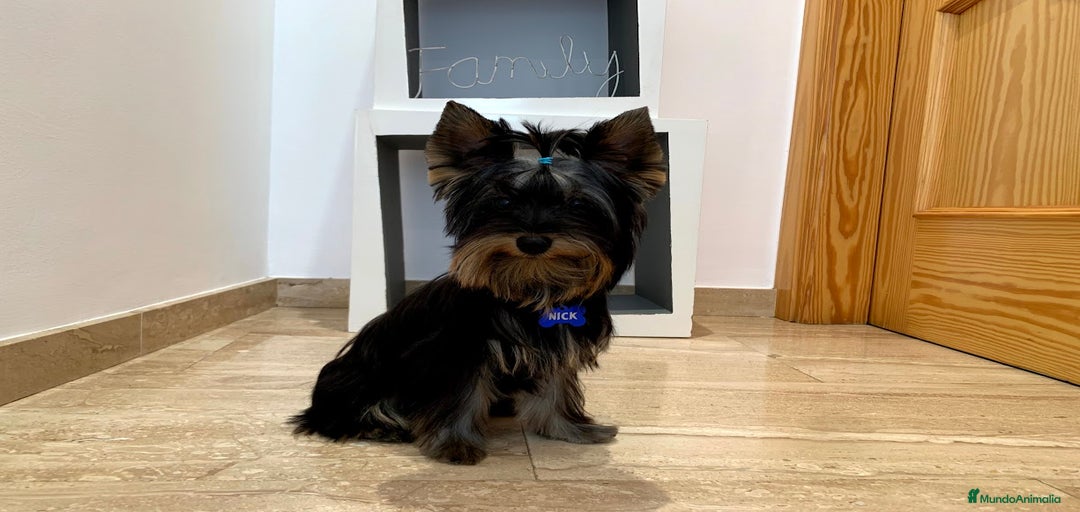 Imagen de galería {{count}}