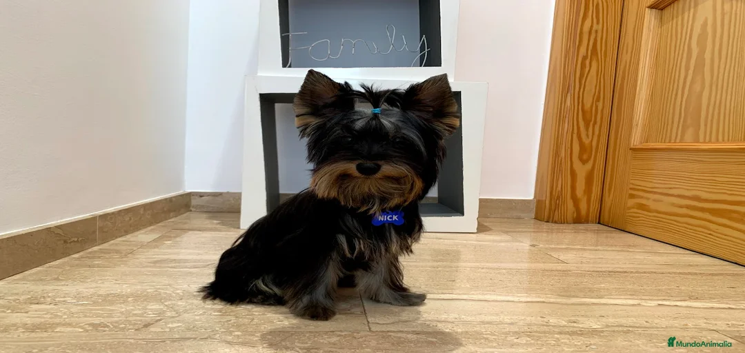 Imagen de galería {{count}}