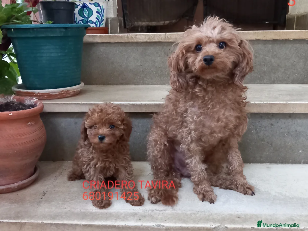 Caniche Toy perros en venta: Cachorro Caniche Mini Toy Rojo Hembra. - Anuncio 4