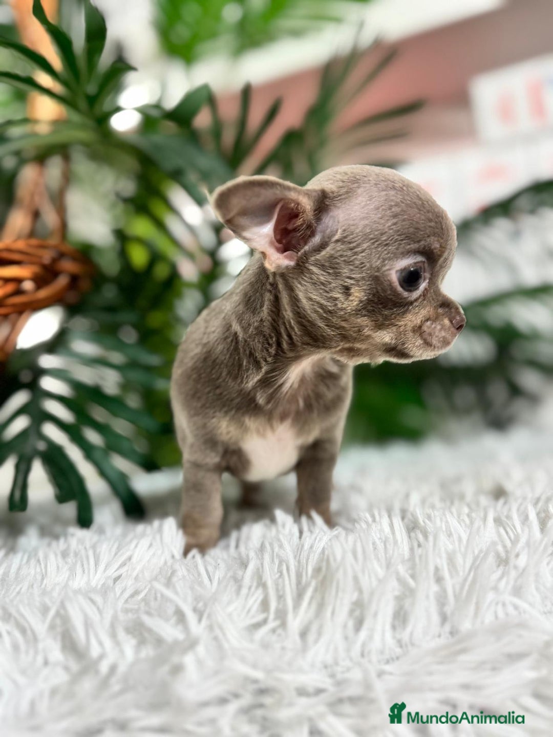 Chihuahua perros en venta: CHIHUAHUA MACHO LILAC AND TAN - Anuncio 11