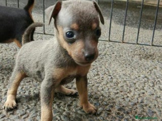 Pinscher Miniatura perros en Badajoz - Anuncio 9