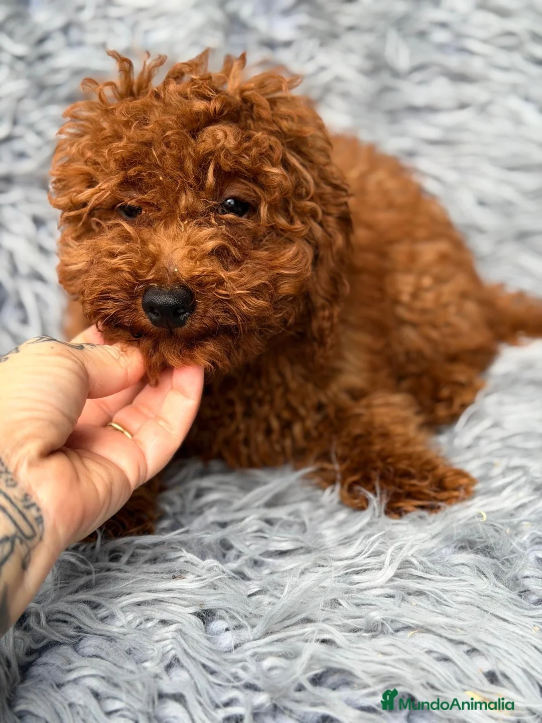 Caniche Enano perros en venta: Camada de caniche enano💙 - Anuncio 2