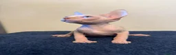 Sphynx gatos en venta: Precioso machito ojos azules  - Anuncio 5
