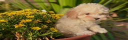 Maltipoo perros en venta: Maltipoo hembra disponible  - Anuncio 2