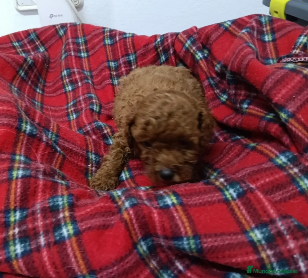 Caniche Toy perros en venta: CANICHES TOY - Anuncio 3