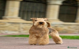 Lakeland Terrier perros en venta: Infórmate sin compromiso  en Navarra - Imagen 5
