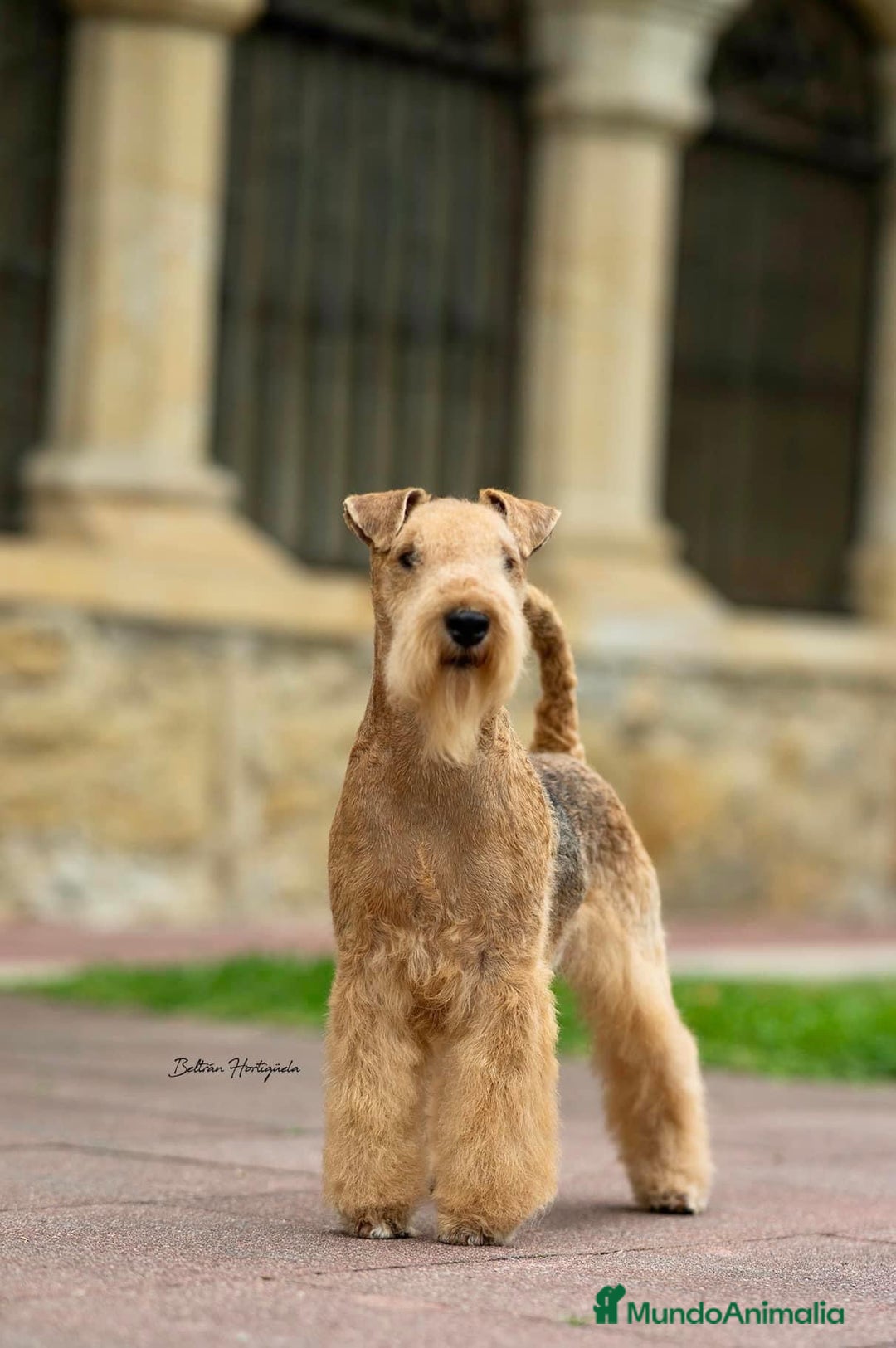Lakeland Terrier perros en venta: Infórmate sin compromiso  en Navarra - Imagen 5