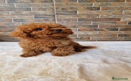 Caniche Toy perros en venta: MACHOS CANICHE ASIATICO 50% TEA CUP/TOY - Imagen 2