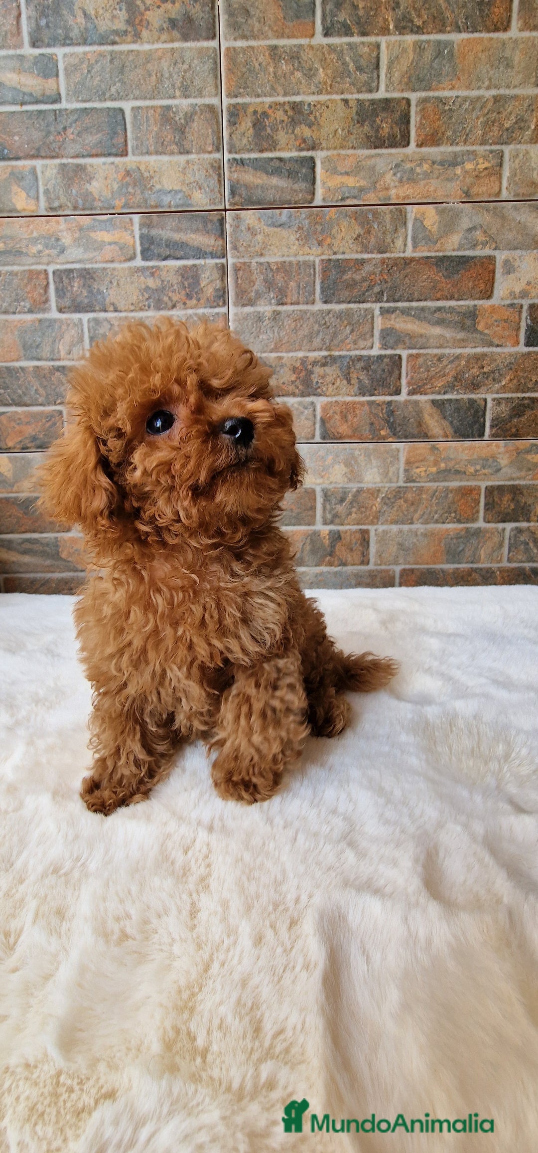 Caniche Toy perros en venta: MACHOS CANICHE ASIATICO 50% TEA CUP/TOY - Imagen 2