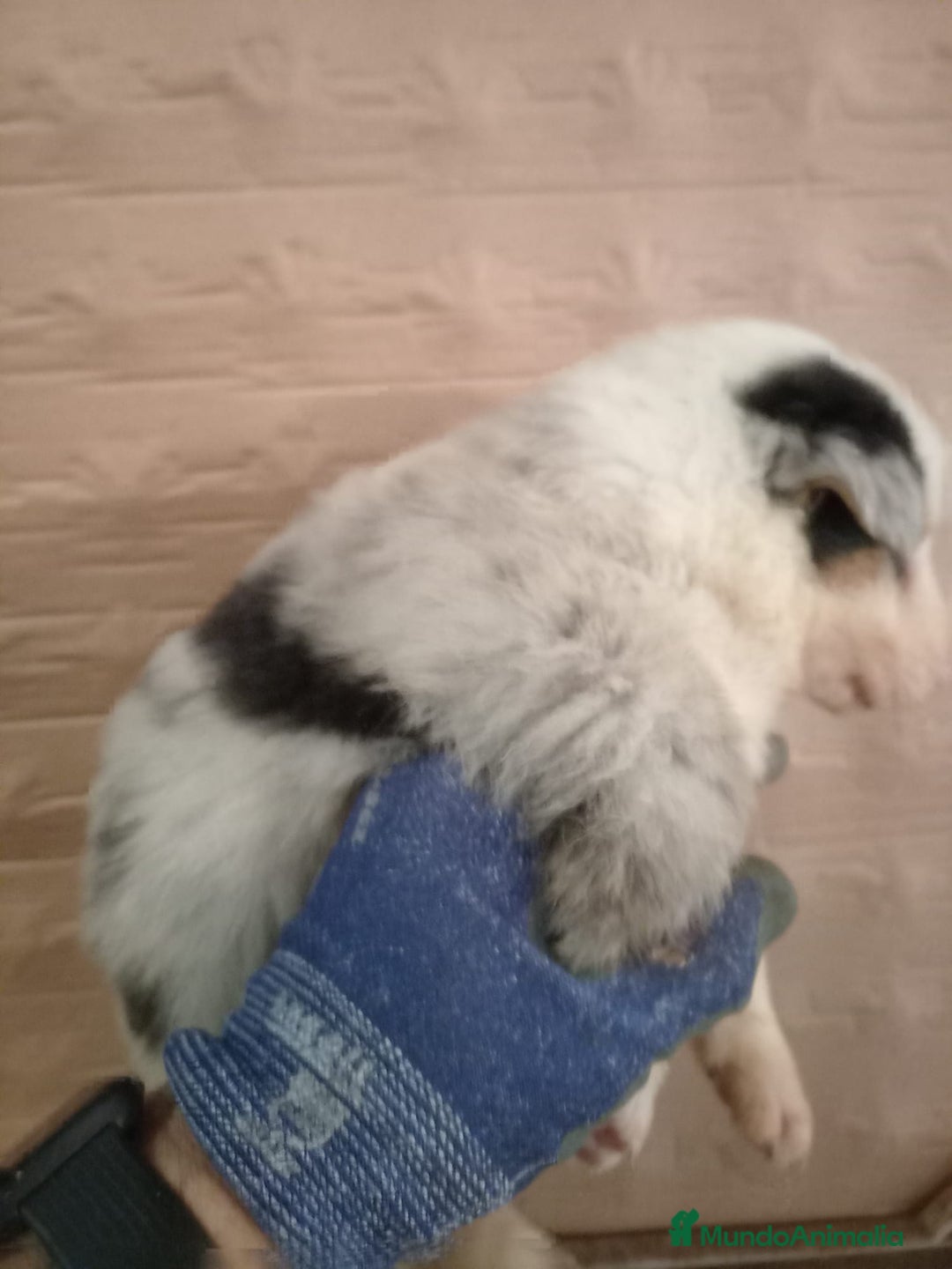 Border Collie perros en venta: Bordér collie  - Anuncio 2