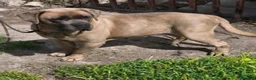 Cane Corso perros en venta: Cane Corso - Anuncio 4