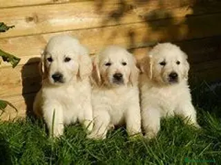 Golden Retriever perros Cachorros de Golden Retriever - Anuncio 1