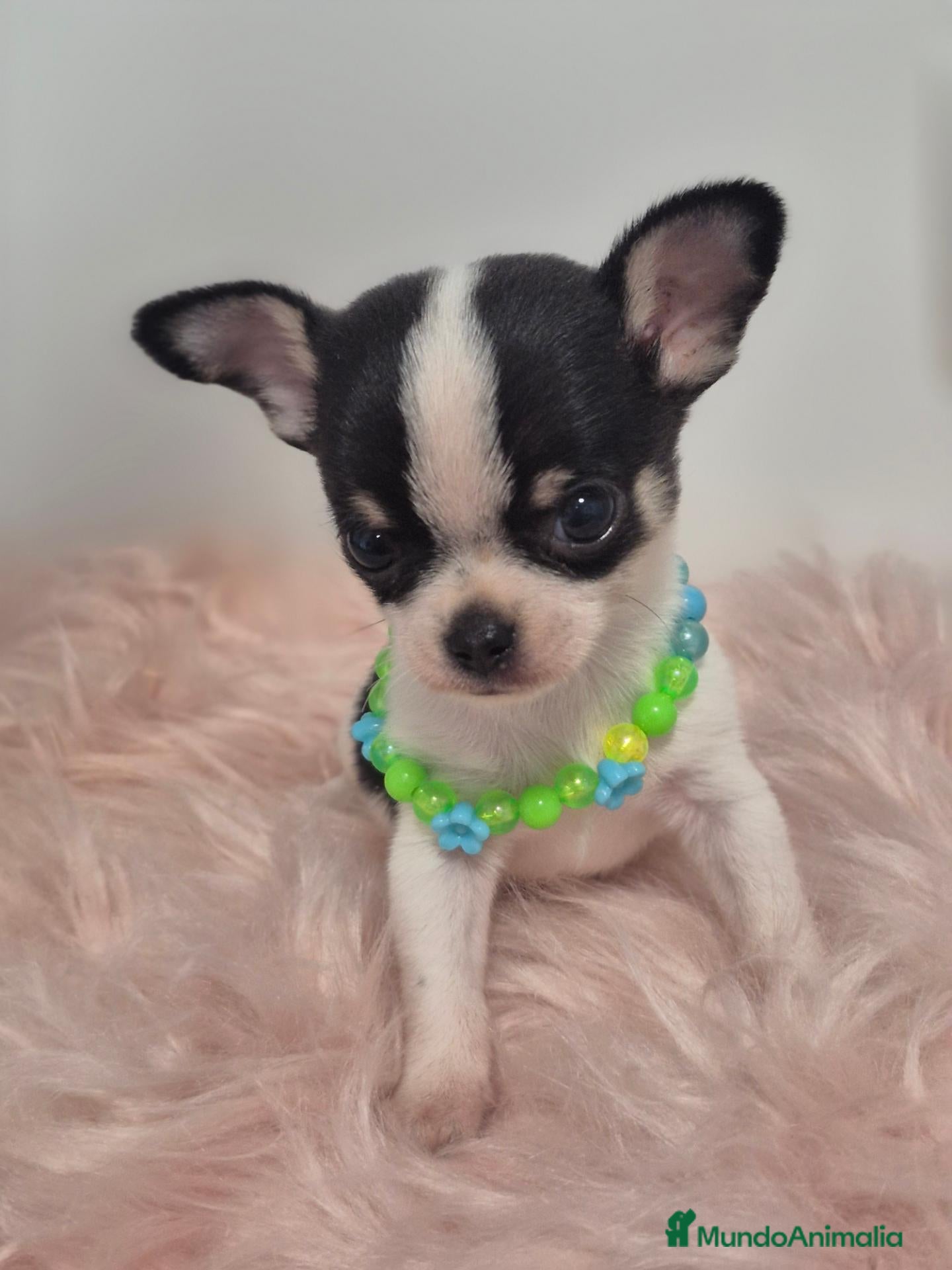 Chihuahua perros Chihuahua ❤️  - Anuncio 3