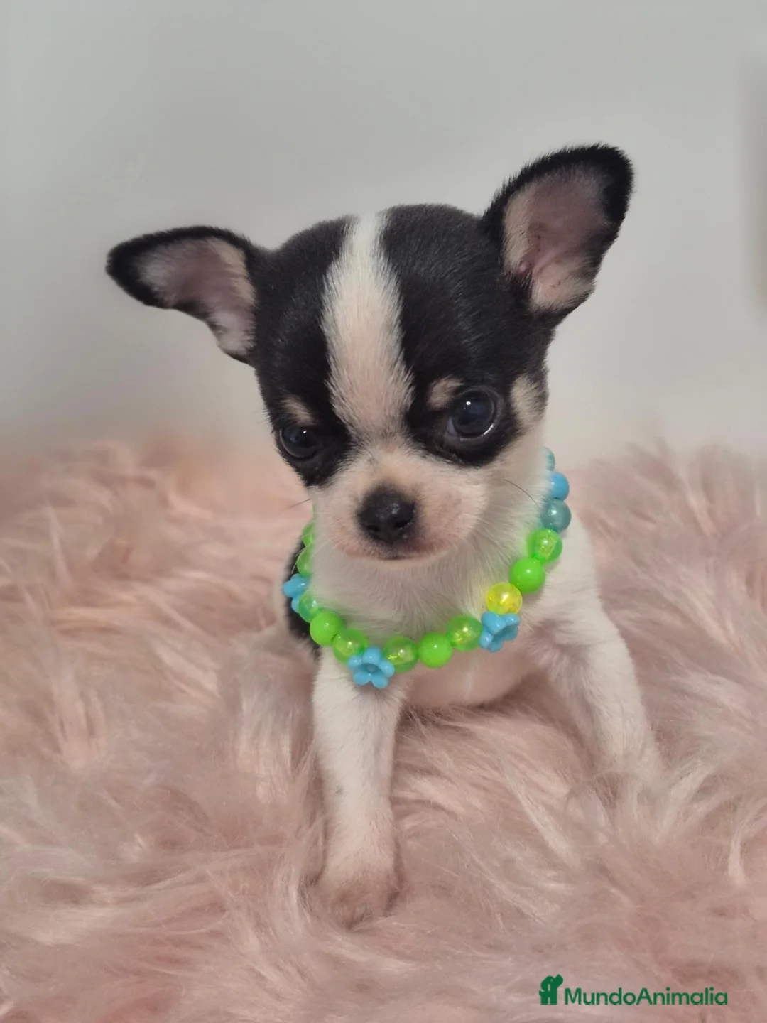 Chihuahua perros en venta: Chihuahua ❤️  - Anuncio 2