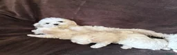 Bichón Maltés perros en venta: BICHON MALTÉS - Anuncio 5