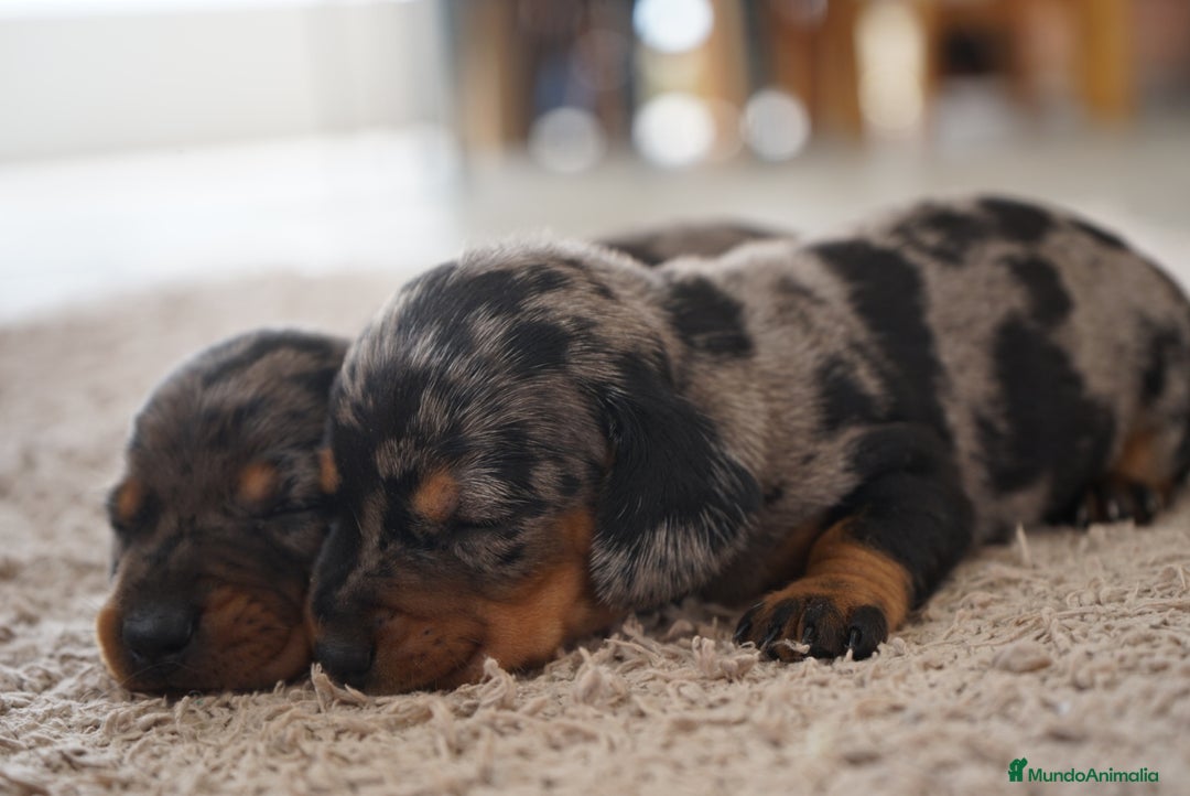 Teckel Miniatura perros en venta: 🐾 Delfina y Fina – Teckel miniatura 🐾 - Imagen 4