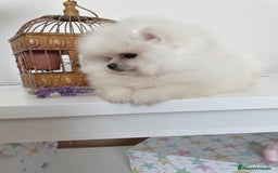 Pomerania perros en venta: Pomeranias muy bonitos !!! - Imagen 6