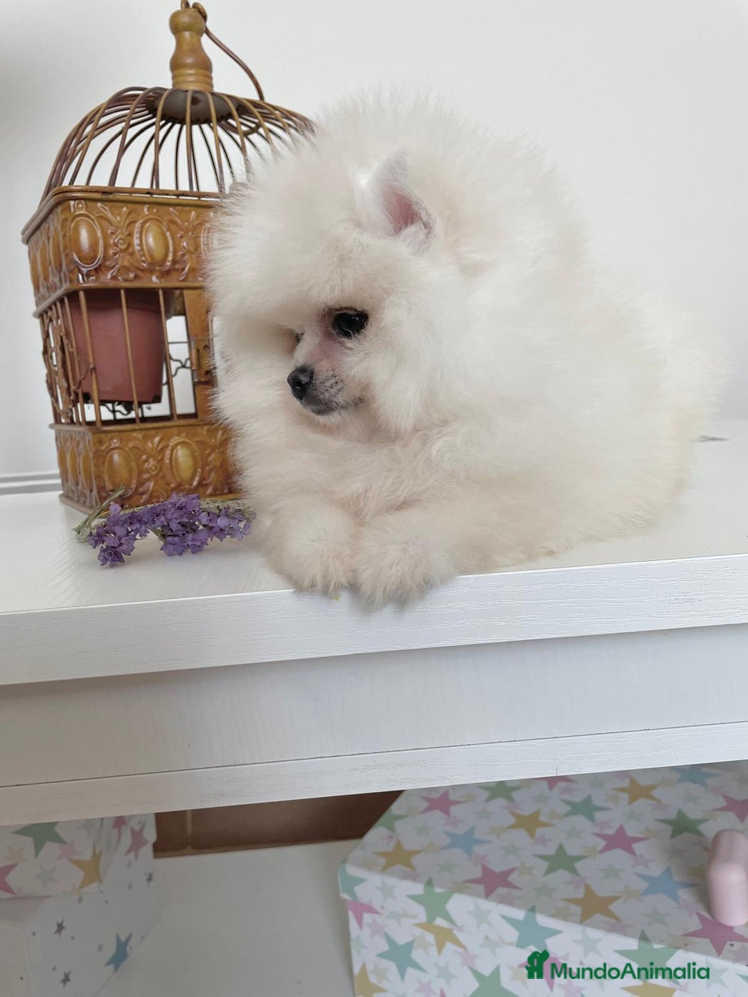 Pomerania perros en venta: Pomeranias muy bonitos !!! - Imagen 6