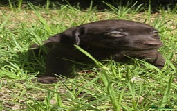 Labrador Retriever perros en venta: Labrador retriever  - Imagen 2