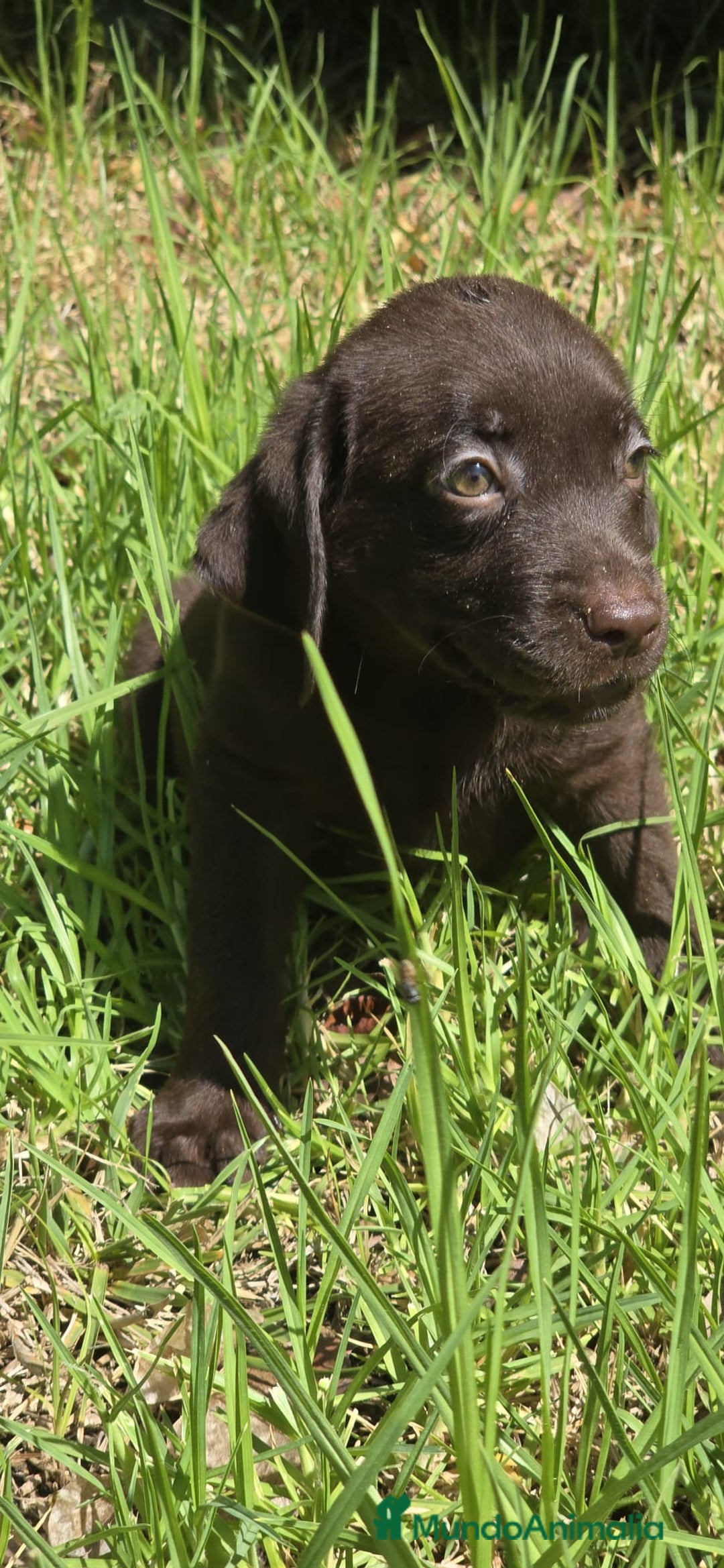 Labrador Retriever perros en venta: Labrador retriever  - Imagen 2