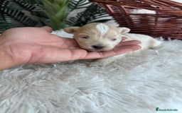 Maltipoo perros en venta: MALTIPOO MACHO - Imagen 11