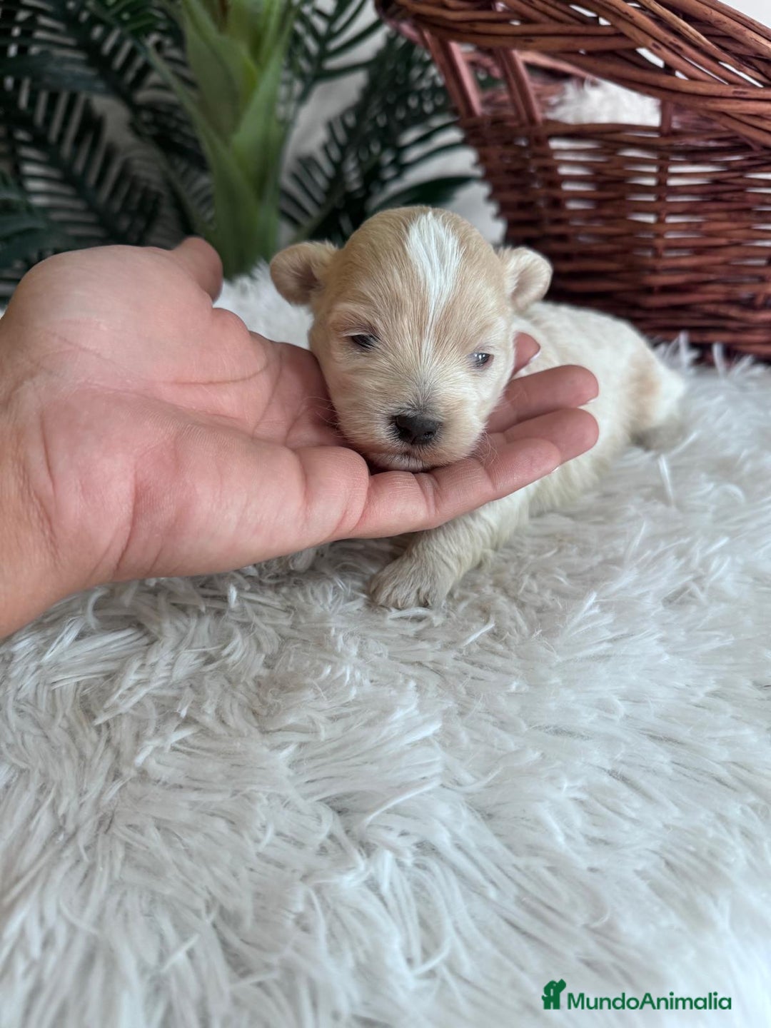 Maltipoo perros en venta: MALTIPOO MACHO - Imagen 11