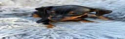 Pinscher Miniatura perros en venta: Pinscher miniatura macho💙🐾 - Anuncio 3