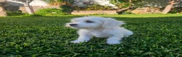 Bichón Maltés perros en venta: Cachorro de Bichon Maltes  - Anuncio 1