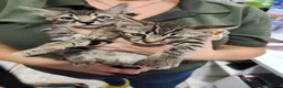 Raza Mixta gatos en venta: Mestizos de persa - Anuncio 3