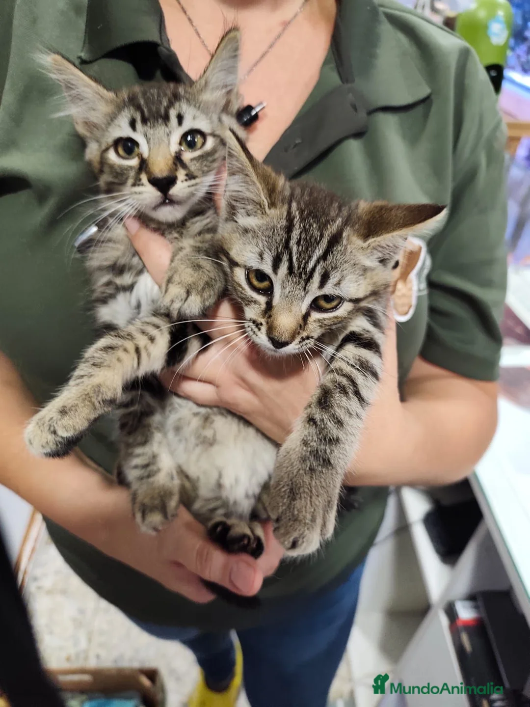 Raza Mixta gatos en venta: Mestizos de persa - Anuncio 3