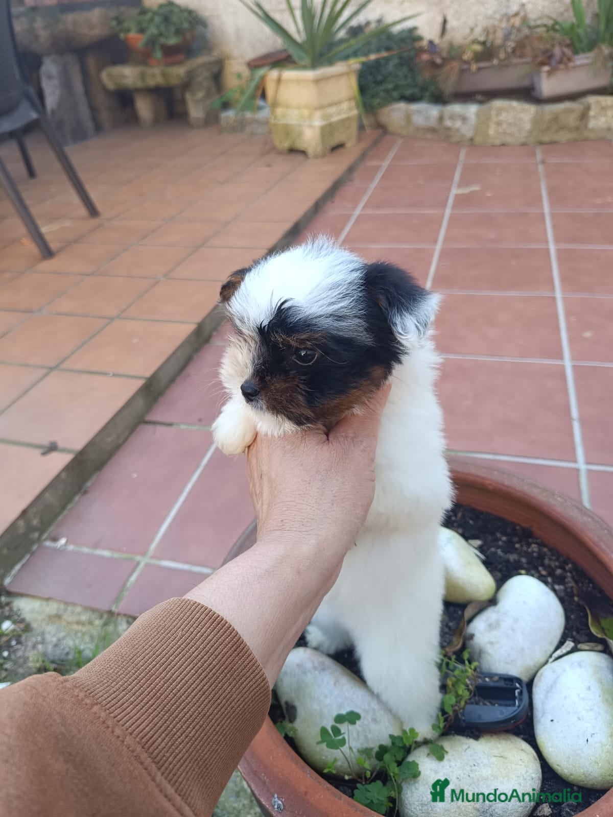 Biewer Yorkshire Terrier a la Pom Pon perros yorkshire bewer  - Anuncio 1