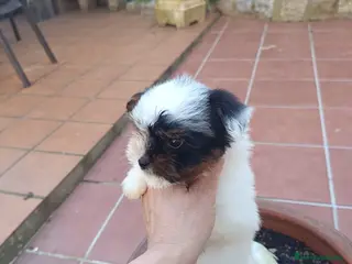 Biewer Yorkshire Terrier a la Pom Pon perros yorkshire bewer - Anuncio 1