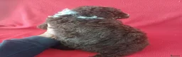 Perro de Agua Español perros en venta: Perro de Agua Español Bicolor  - Anuncio 3