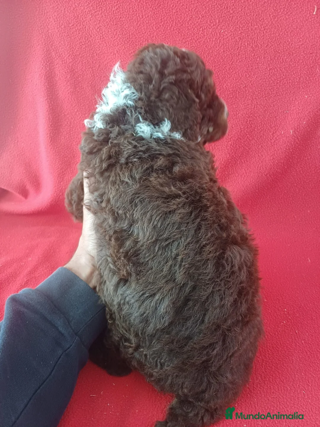 Perro de Agua Español perros en venta: Perro de Agua Español Bicolor  - Anuncio 3