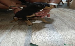 Pinscher Miniatura perros en venta: Mini pinche  - Imagen 3